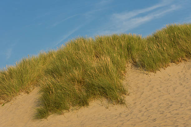 dã ¼ nenlandschaft - wanderurlaub zdjęcia i obrazy z banku zdjęć