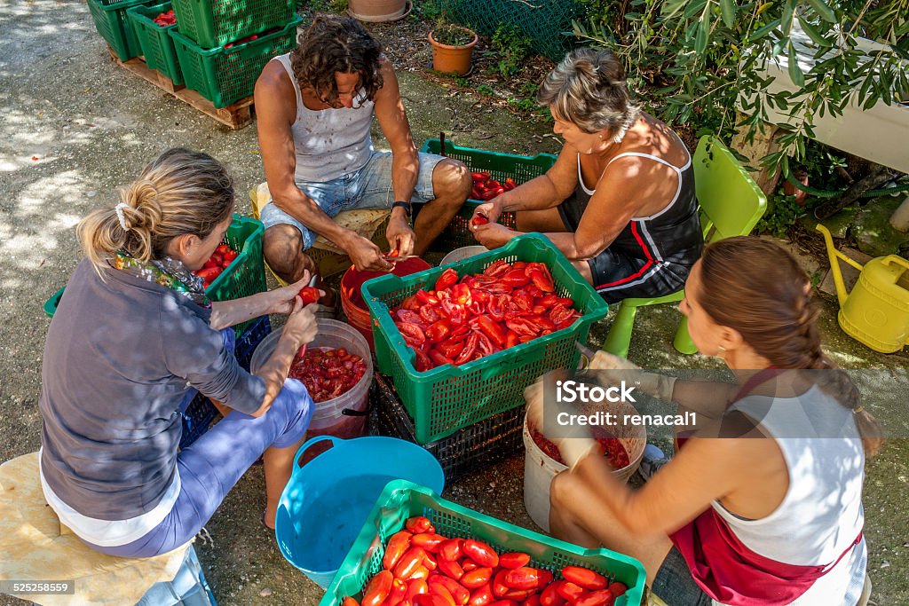 Making tomato sauce. A man and three women are sitting on crates around a green crate full of red tomatoes and they are opening by hands, with a knife, each tomato, in order to clean its inside from the seeds, before to have them chopped in a special machine. Adult Stock Photo