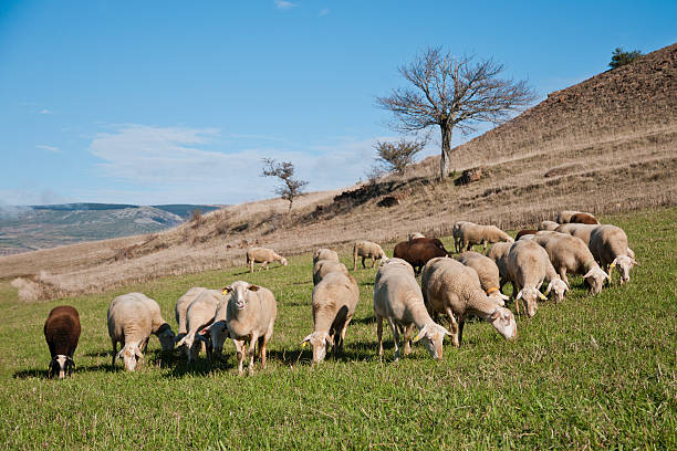 A flock of sheep