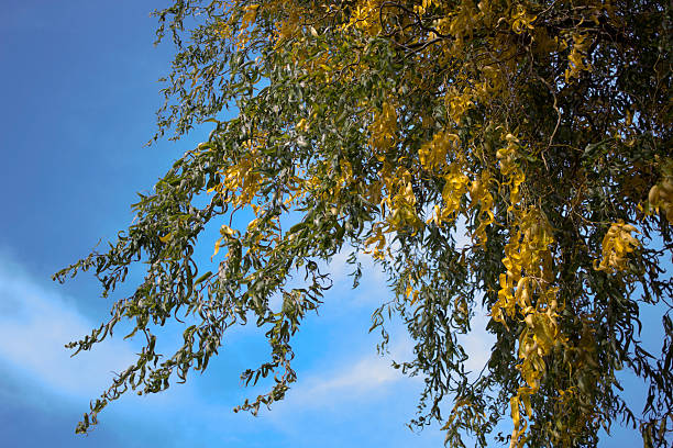 wierzba - willow leaf weeping willow willow tree tree zdjęcia i obrazy z banku zdjęć