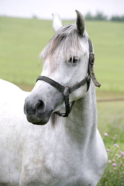 ポートレートの美しいアラビアの白馬 - horse arabian horse arabia white ストックフォトと画像