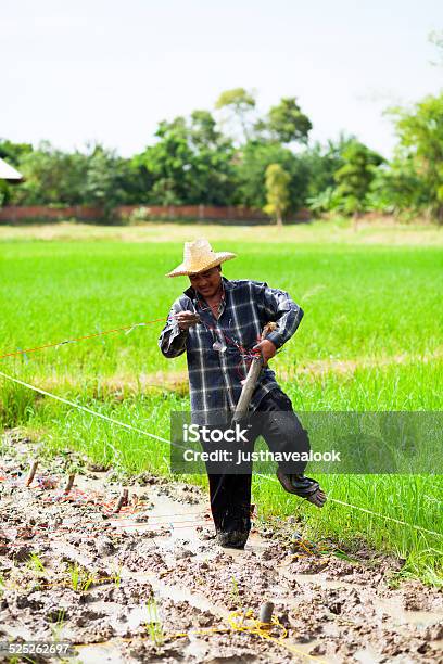 Thai Rice Farmer Walking In Field Stock Photo - Download Image Now - Adult, Adults Only, Agriculture