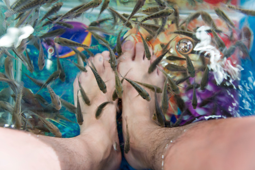 Closeup of fish spa treatment.