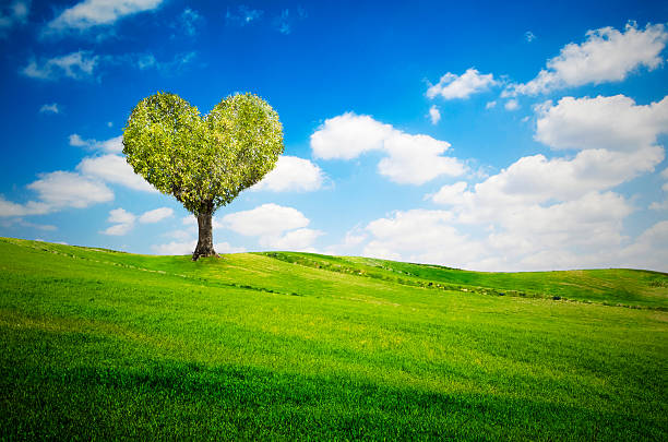 istock Tree in the shape of heart for valentines day 525264611