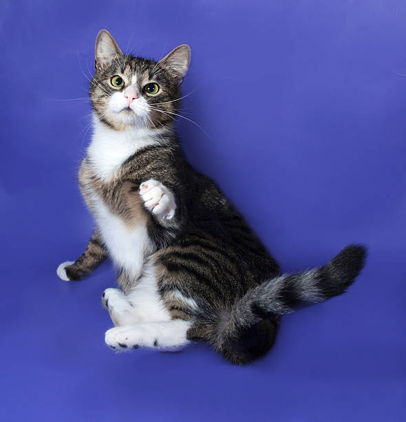 istock White and striped spotted cat falls on blue 525264635
