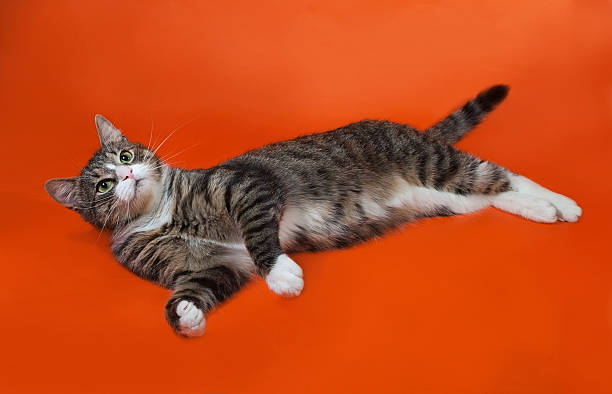 istock White and striped spotted cat lies on orange 525270661