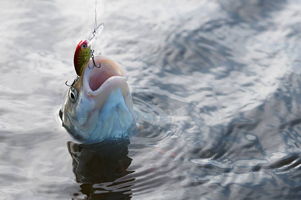 istock Chub caught on a plastic bait in water 525271901