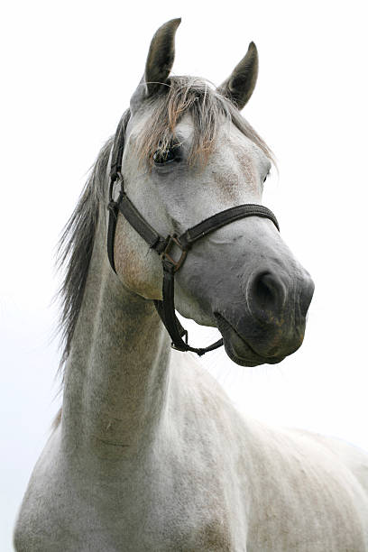 istock Close-up of a gray youngster in summer paddock 525272019