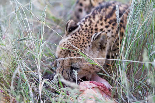 Cheetah eating on the savannah in the grass