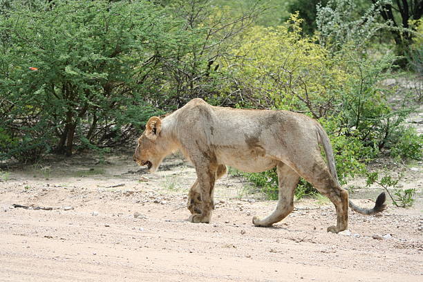 Lioness, Roadside. Green Savannah, Etosha, Namibia Group of lions rest at the roadside close the Namutomi Camp in Etosha National Park. The Park is located in the Northern part of Namibia, in the Kunene region and has a size of about 22.270 square kilometres. Etosha is famous for its wildlife. The Park encloses the Etosha pan, which is a large endorheic salt pan (about 120 kilometre long). Usually the pan is a dry (mud coated with salt) lakebed, During rainy season and after heavy rain the pan fills with a thin layer of water (heavily salted). After rain the dry landscape changes into a beautiful green scenery. safari animals lion road scenics stock pictures, royalty-free photos & images