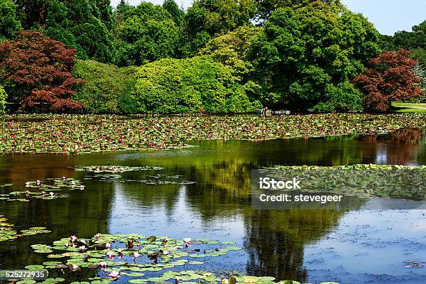 Lily Pond In Sheffield Park England Stock Photo - Download Image Now - Color Image, Day, East Sussex