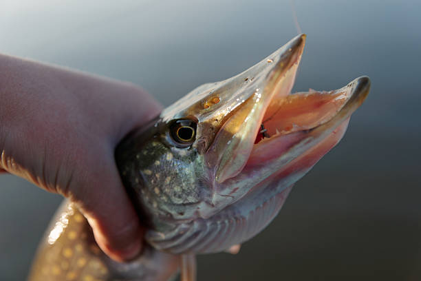 istock Nothern pike in fisherman's hand 525272959
