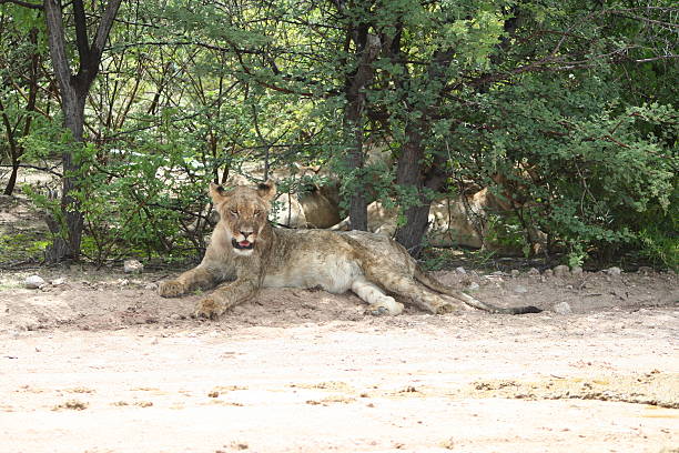 istock Lioness in the Shadow. Green Savannah, Etosha, Namibia 525273961