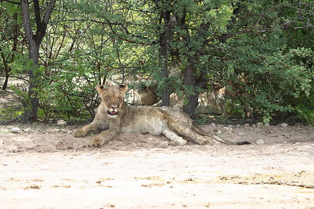 Lioness in the Shadow. Green Savannah, Etosha, Namibia Group of lions rest at the roadside close the Namutomi Camp in Etosha National Park. One lioness eats a dead animal, which is lying on the gravel road. The Park is located in the Northern part of Namibia, in the Kunene region and has a size of about 22.270 square kilometres. Etosha is famous for its wildlife. The Park encloses the Etosha pan, which is a large endorheic salt pan (about 120 kilometre long). Usually the pan is a dry (mud coated with salt) lakebed, During rainy season and after heavy rain the pan fills with a thin layer of water (heavily salted). After rain the dry landscape changes into a beautiful green scenery. safari animals lion road scenics stock pictures, royalty-free photos & images