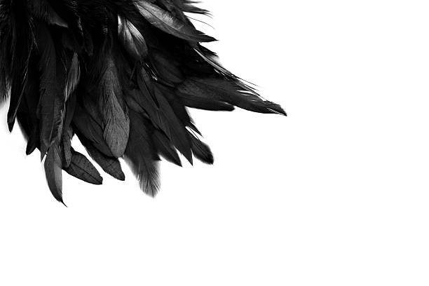 Feather Background Stock Photo - Download Image Now - Feather, Black Color,  Animal Wing - iStock