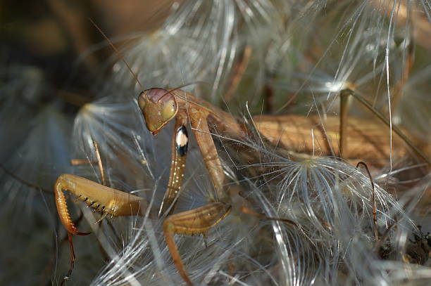 Mantis stock photo