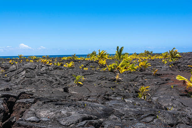 istock Palms growing on the lava flow, Big Island 525276481