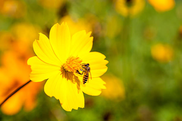 istock Bee insect on Beautiful flower in field. Macro 525295827