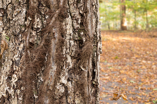 Older poison ivy vines have many air roots as the cling to a tree.  These are easily visible in the fall and winter.