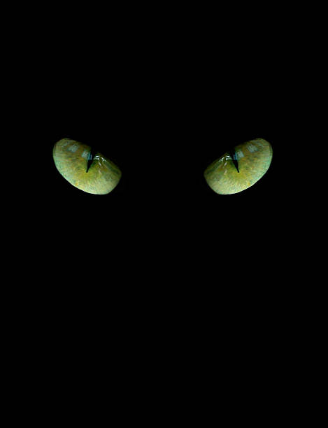 istock eyes of cat on the black background 525296175