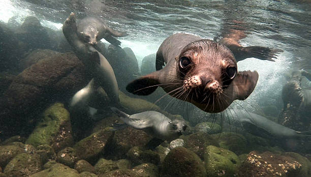 close up of a sea lion in galapagos inslands - denizaslanıgiller stok fotoğraflar ve resimler