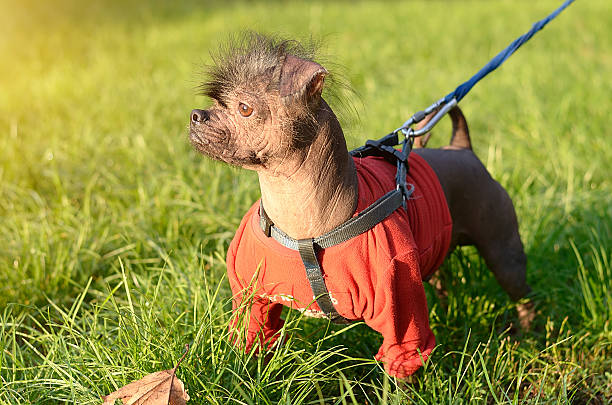 Closeup photo of a hairless dog Closeup photo of a hairless dog in park ugly dog stock pictures, royalty-free photos & images