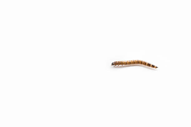 istock Close up of a larva (zophobas) isolated on white (background) 525298259