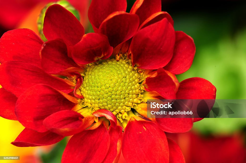 Red Flower Macro Macro of a red flower showing center detail Arrangement Stock Photo