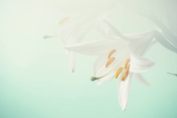 Macro capture of  a blooming white Easter Lily against a vibrant colourful background.