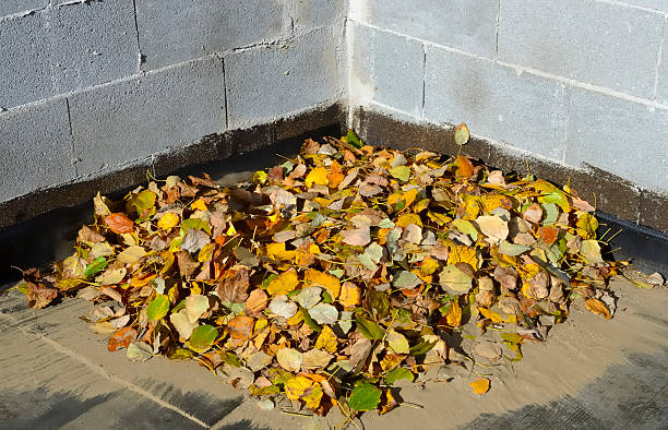 istock Pile of autumn leaves that have fallen. 525301301