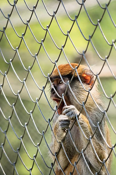 Monkey Incloser 100+ Monkey Cage Inside Of Zoo Stock Photos, Pictures & Royalty-Free ...