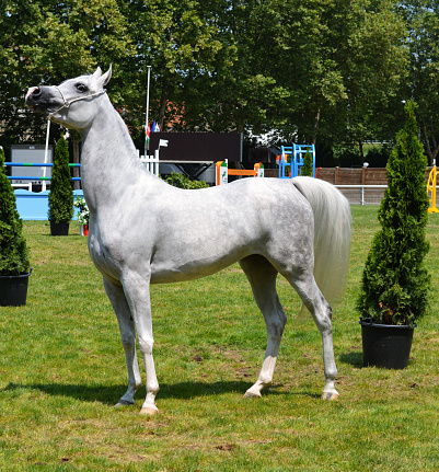 Arabian horse during a competition in presentation.