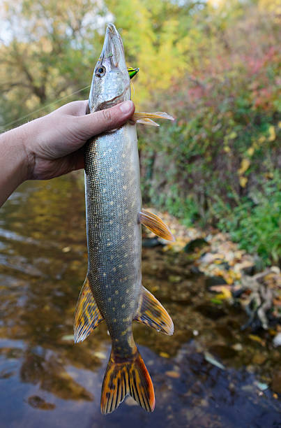istock Pike in fisherman's hand 525301891