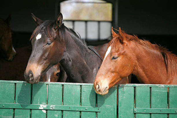 istock Young thoroughbred foals in the corral door 525303309