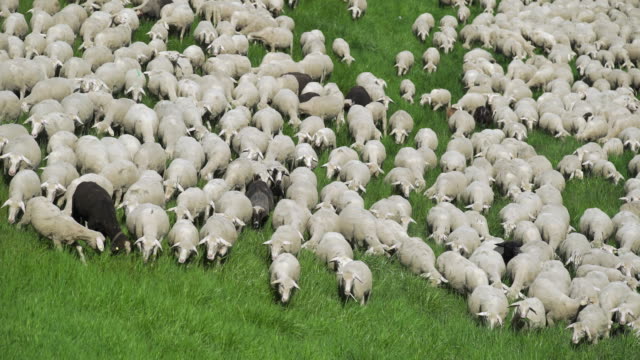 Flock Of Sheep Grazing In Spring Meadow (4K/UHD)