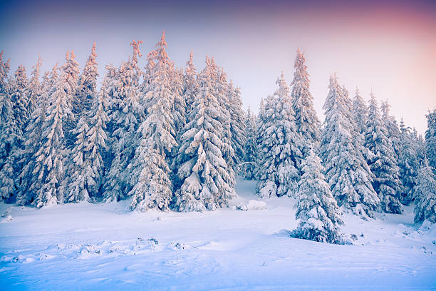istock Beautiful winter sunrise in the mountain forest. 525316457