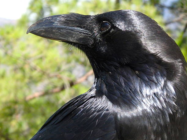 istock La Palma, raven in National Park Caldera de Taburiente 525316877