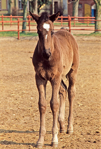 istock Foal on enclouser in winter 525316975