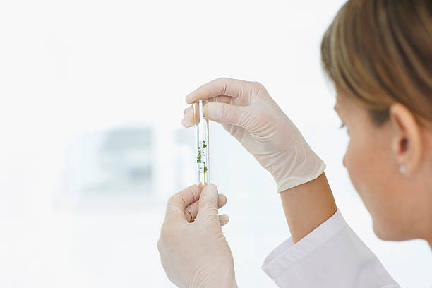 istock Scientist Looking At Plants In Test Tube 525319653