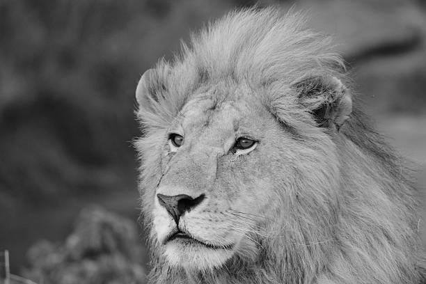 istock Black and White Male Lion 525319945
