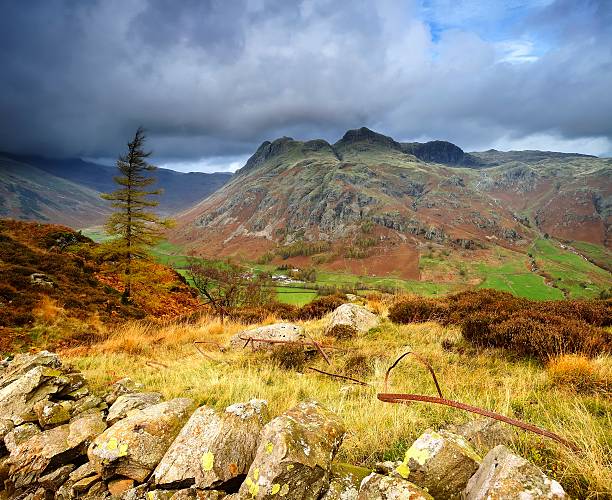 árvore lonesome - bowfell imagens e fotografias de stock