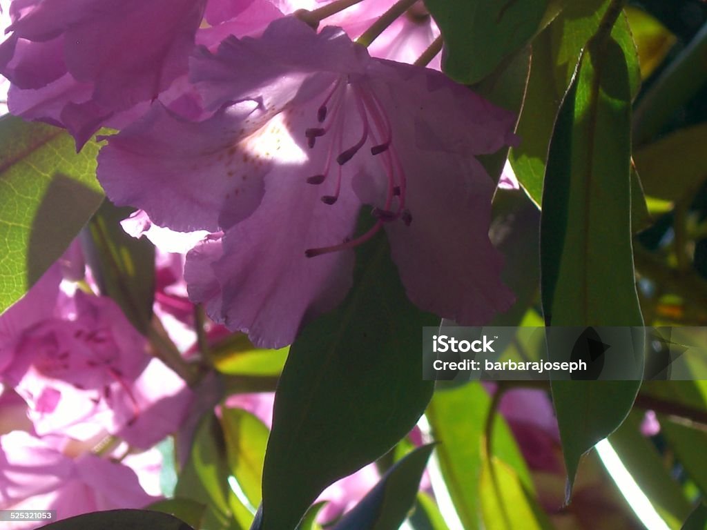 Rhododendron Flowers Cluster of pink Rhododendron flower, stamen and pistil, in sunlight and shadow with green leaves adding a strong contrast. Close-up Stock Photo