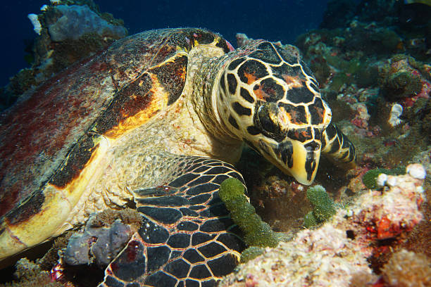 istock Hawksbill Turtle dines on algae on Maldives Reef 525321223
