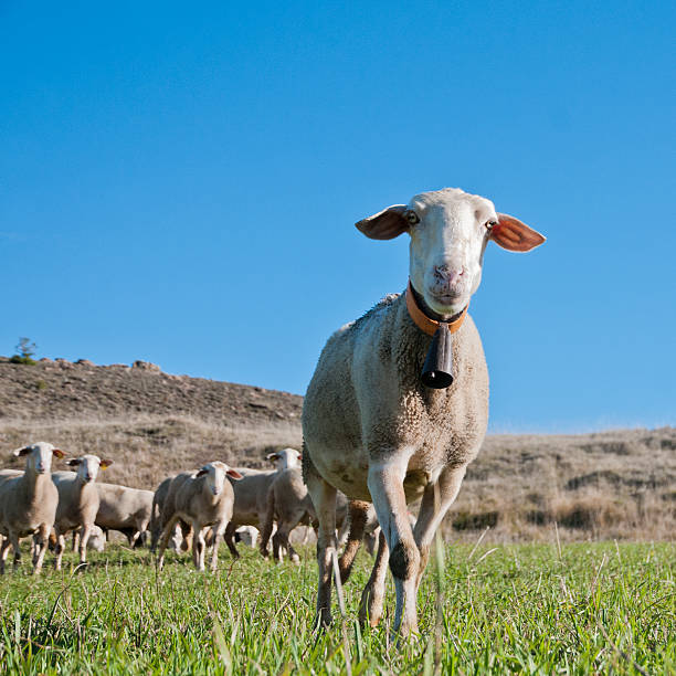 Herd of sheep on green meadow, in Cevennes National Park - France