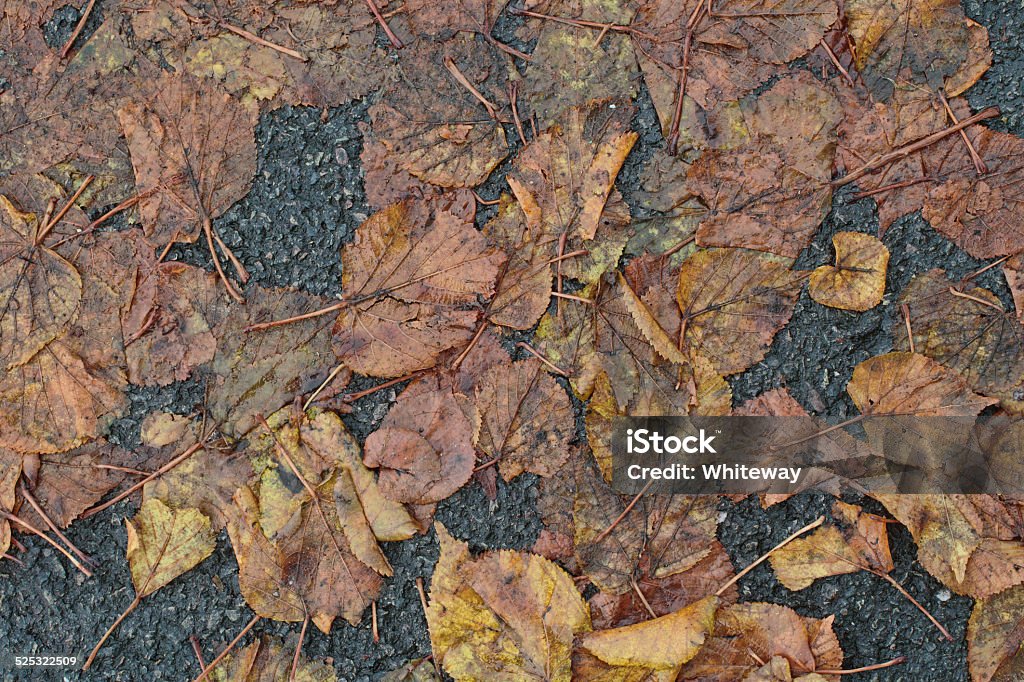 Trampled lime leaves rotting down in autumn These are leaves from a small-leafed lime tree, fallen onto tarmac and rotting down as winter approaches. Wherever there are holes in the tarmac the leaves may form a rich mulch, providing an anchor point for the roots of trees and other plants. Leaf litter on woodland floors: . Asphalt Stock Photo