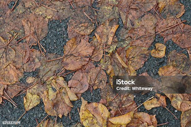 Trampled Lime Leaves Rotting Down In Autumn Stock Photo - Download Image Now - Asphalt, Autumn, Backgrounds