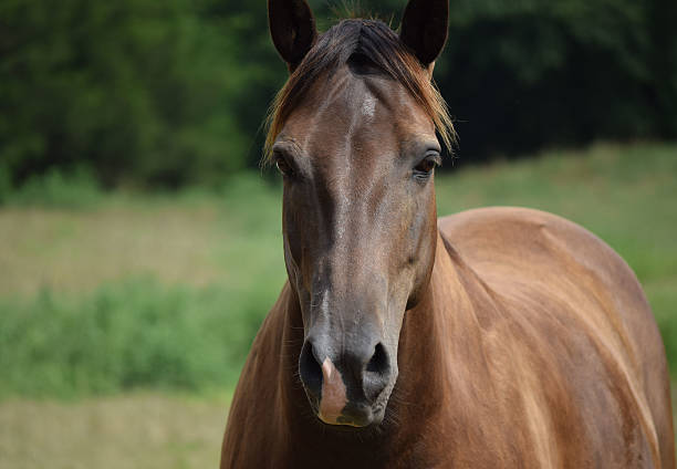 istock Bay Horse Closeup 525322593