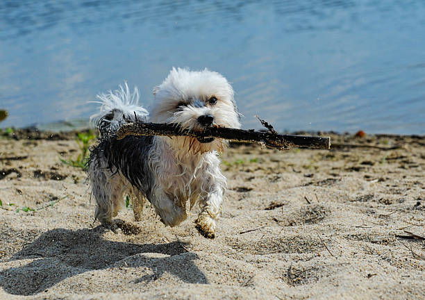 istock cute little terrier puppy playing on beach 525322831