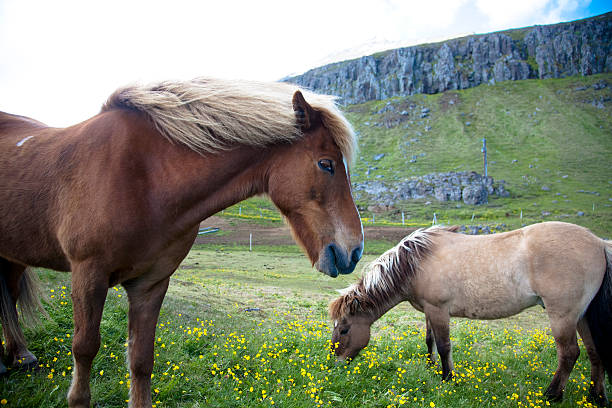 istock Icelandic horses eating grass 525323563