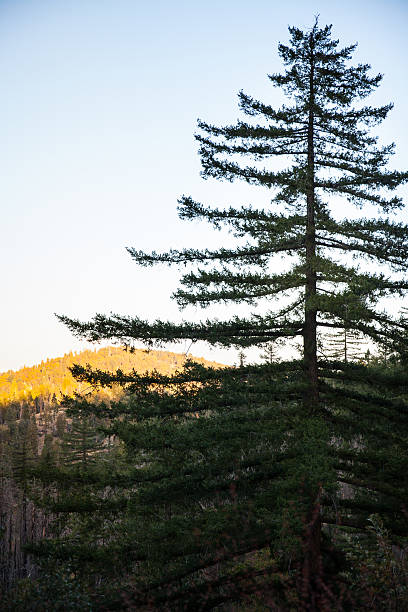 Douglas Fur tree in Palomar Mountains stock photo